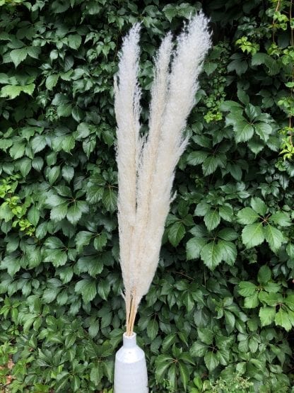 Pampa Séchée Blanche