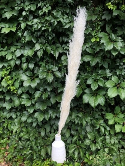 Pampa Séchée Blanche – Image 2