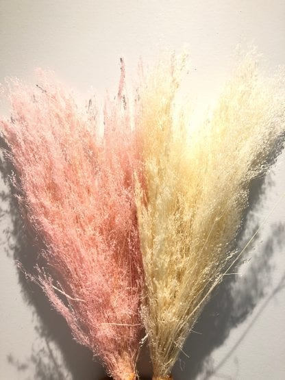 Agrostis séchés