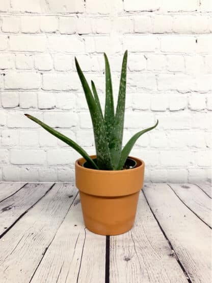 Aloe Vera 4"
