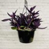 Setcresea purple hart – Image 2