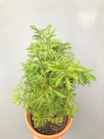 Aralia Ming  6"