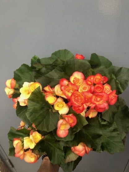 Bégonia Reiger sélect 6.5" Le jardin de Mathilde vous propose son Bégonia Reiger sélect 6.5". Couleur au choix du fleuriste.