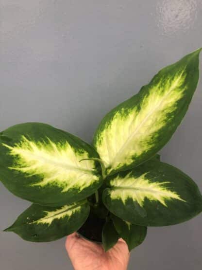 Dieffenbachia 4" Le jardin de Mathilde vous propose son Dieffenbachia 4". Vendu sans cache pot.