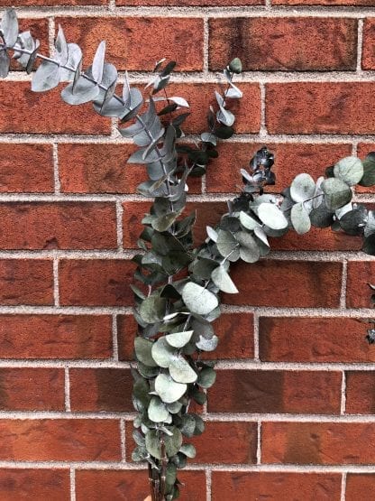Eucalyptus préservé – Image 2
