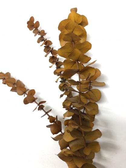 Eucalyptus préservé – Image 6