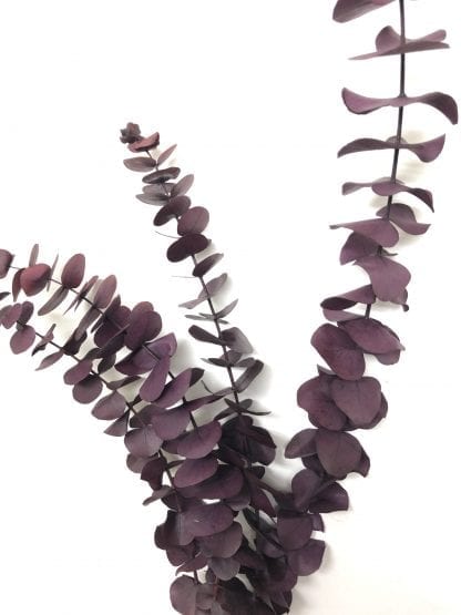 Eucalyptus préservé – Image 5