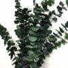 Eucalyptus préservé – Image 7