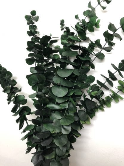 Eucalyptus préservé – Image 7