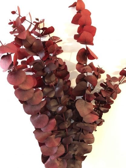 Eucalyptus préservé – Image 3