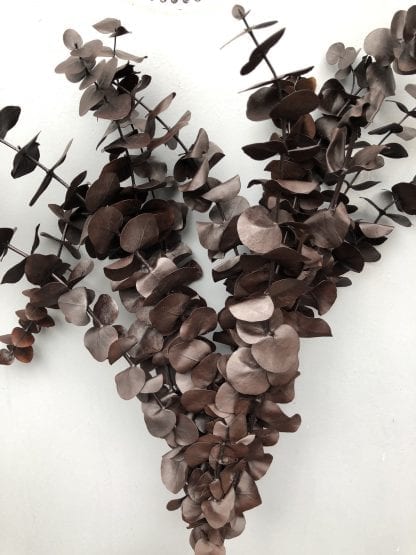 Eucalyptus préservé – Image 4