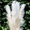 Pampa fluffy – Image 2