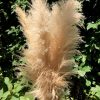 Pampa fluffy – Image 3