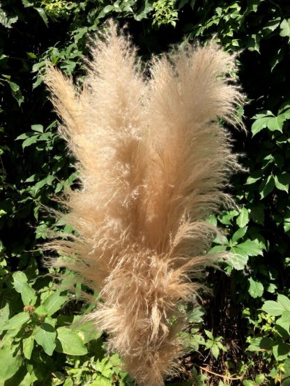 Pampa fluffy – Image 3