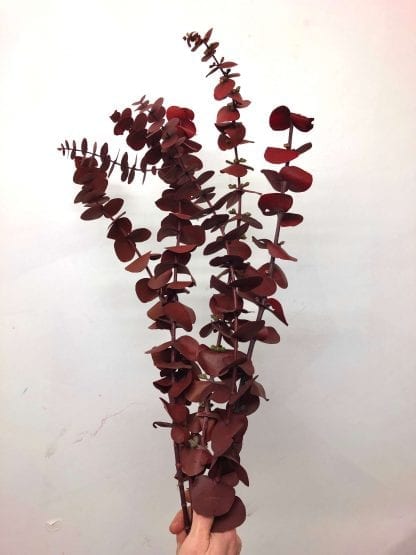 Eucalyptus préservé – Image 10