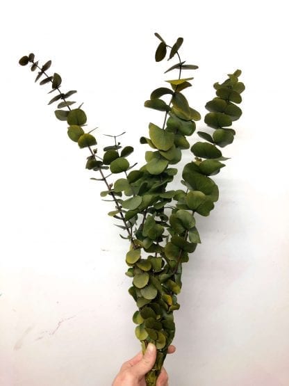 Eucalyptus préservé – Image 9