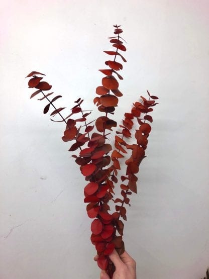 Eucalyptus préservé – Image 11
