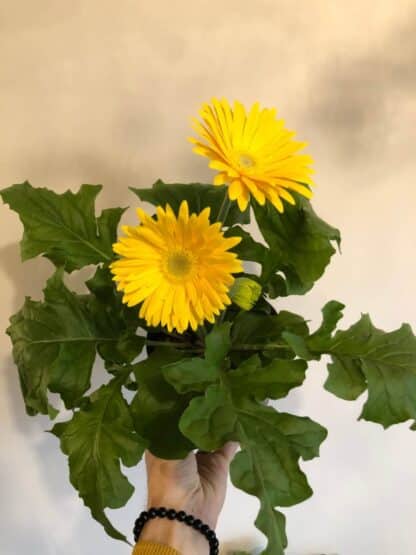 Gerbera 4.5" Le jardin de Mathilde vous propose son Gerbera 4.5"