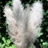 Pampa fluffy – Image 4