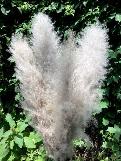 Pampa fluffy – Image 4