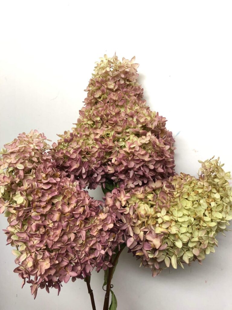 Hortensia Séché rose du Québec