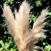 Pampa fluffy – Image 5