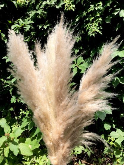 Pampa fluffy – Image 5