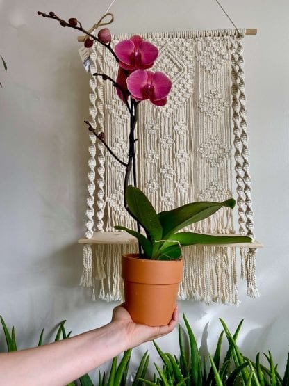 Orchidée avec son cache pot