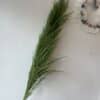 Pampa fluffy – Image 6