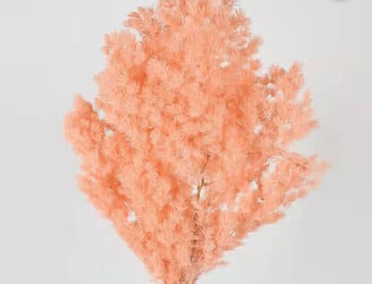 Asparagus préservé – Image 9