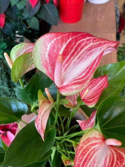 Anthurium 4"