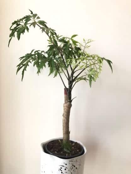 Aralia Ming 4"