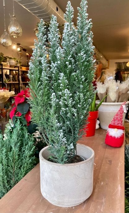 Cupressus Cypress avec neige