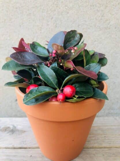 Gaultheria ou Thé des bois 4"