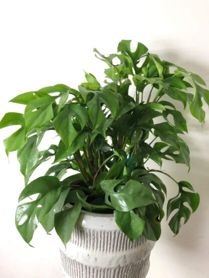 Philodendron monstera mini 6"