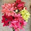 Poinsettia Cinnamon – Image 2