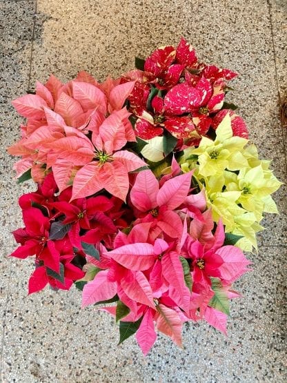 Poinsettia Cinnamon – Image 2