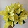 Poinsettia Blanc