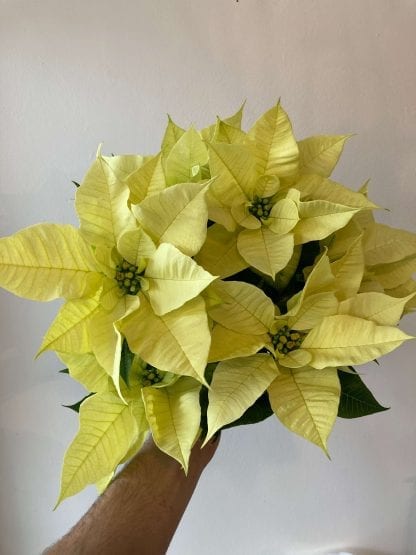 Poinsettia Blanc
