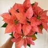 Poinsettia Cinnamon