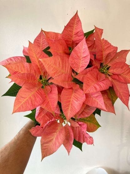 Poinsettia Cinnamon
