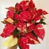 Poinsettia Red Glitter