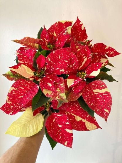 Poinsettia Red Glitter
