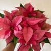 Poinsettia Rose