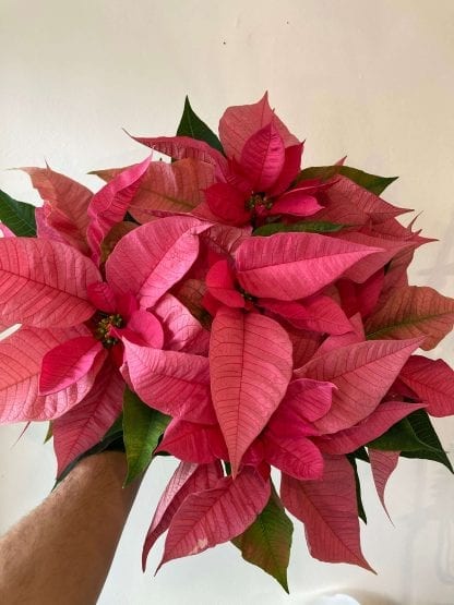 Poinsettia Rose