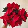Poinsettia Rouge
