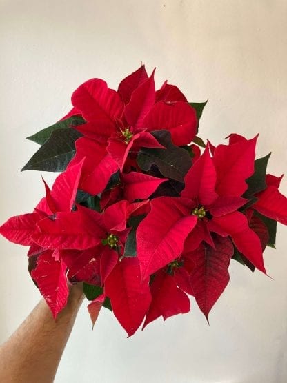 Poinsettia Rouge