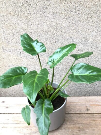 Philodendron Xanadu 5"