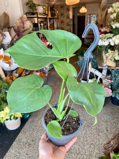 Monstera en panier suspendu  6.5’’