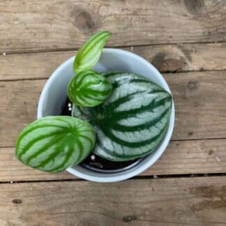 Peperomia Melon d’eau 4’’